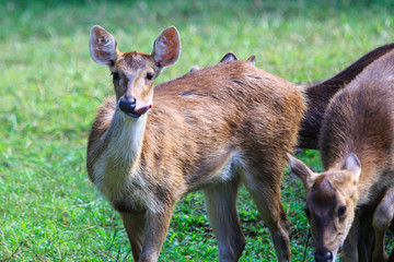 Deer