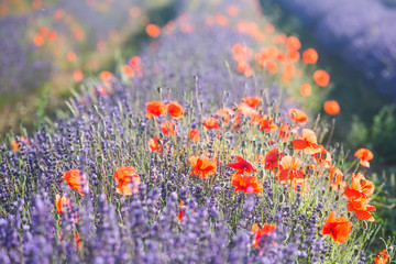 Fototapeta na wymiar Beautiful meadow full of red wild poppies closeup in sunshine flare