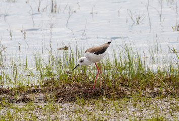 Black-winged Stilt  (Himantopus hymantopus)   on the shore of the lake in the spring