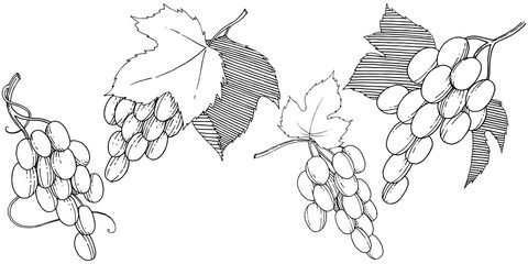 Fototapeta premium grapes healthy food in a watercolor style isolated. Full name of the fruit: grapes. wild fruit for background, texture, wrapper pattern or menu.