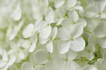 紫陽花 アナベル