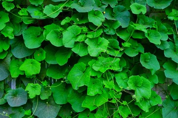 Vines on the wall of Ridge gourd luffa in Maharashtra, India, called Dodka 
