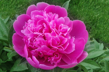 Flower of a pink peony on a background of green leaves