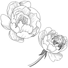 Peony flower in a style isolated. Full name of the plant: peony. flower for background, texture, wrapper pattern, frame or border.