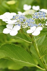 紫陽花 浜辺の詩