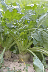 sugar beet with leaf growing in a field 