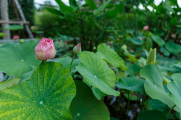 blossom lotus flower in a pond