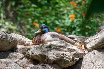sleepy duck