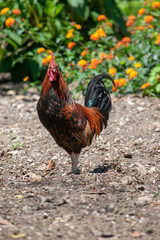 red chicken