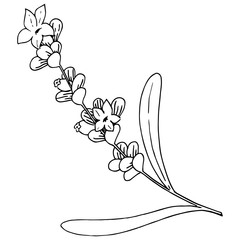 Lavender flower in a style isolated. Full name of the plant: lavender. flower for background, texture, wrapper pattern, frame or border.