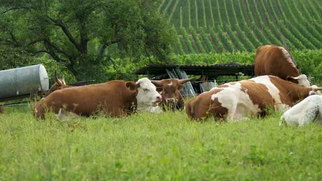 Kühe auf der Weide (video)