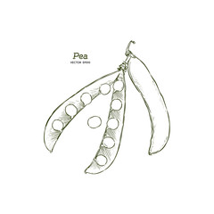 Pea pods vector illustration.