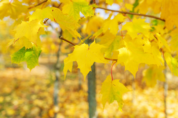 Maple trees in the autumn wood