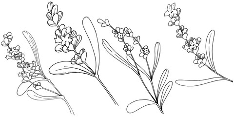 Lavender flower in a style isolated. Full name of the plant: lavender. flower for background, texture, wrapper pattern, frame or border.