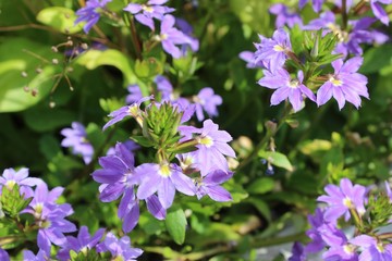 PRETTY PURPLE FLOWERS