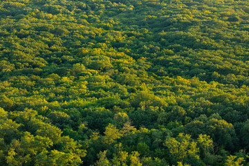 green forest pattern. tree crowns