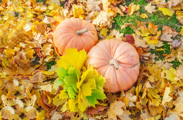 Autumn border design with two pumpkins and leaves. Forest background.