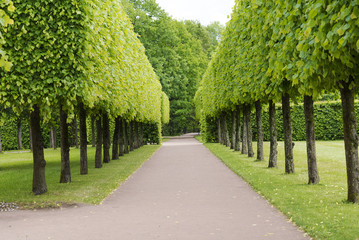 Tsarskoye Selo Pushkin, St. Petersburg, alley in the Park, trees and shrubs, walking paths.