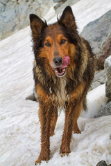 portrait of a border collie dog in the snow on the mountain