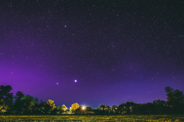 Trees Woods In Park Under Purple Magenta Night Starry Sky. Night