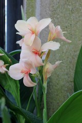 PALE PINK CANNA FLOWERS