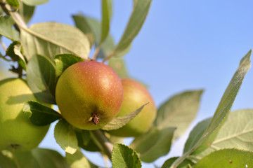 close on a fresh apples growing  in the tree on blue sky