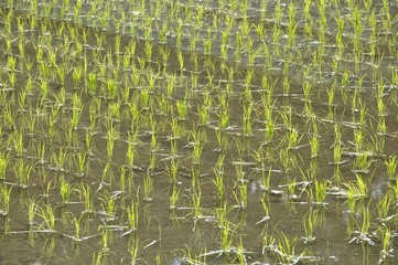 初夏の田んぼ