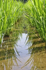 初夏の田んぼ