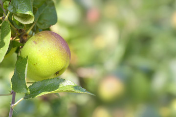 close on a fresh apples growing  in the tree 