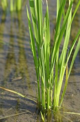 初夏の田んぼ