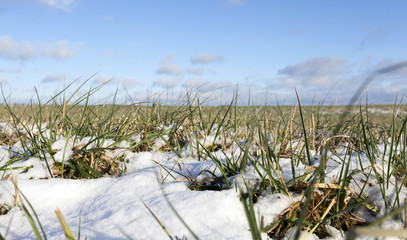 field with wheat in winter