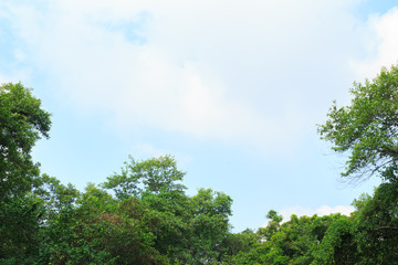 trees green forest sky horizon background