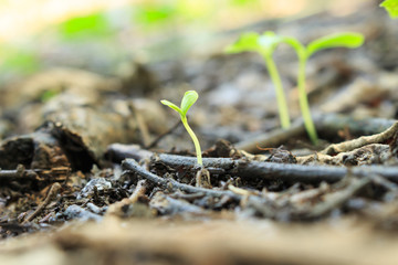 seed germination growth into forest