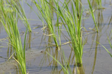 初夏の田んぼ