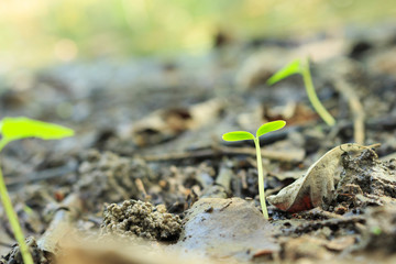 seed germination growth into forest