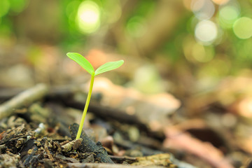 seed germination growth into forest