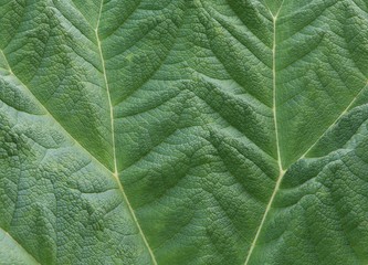 green leaf - vain