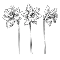 Narzissenblüte und Blattzeichnung. Vektor handgezeichnet graviert f © Maria.Epine