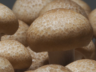 Brown Shimeji Mushroom.