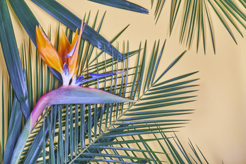 Tropical palm leaves and bird of paradise flower on pastel background.