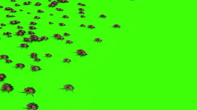 Roaches Invasion Beetle Insects Green Screen 3D Rendering Animation