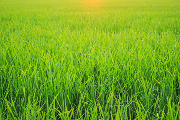 landscape sun sunrise sunset green  background