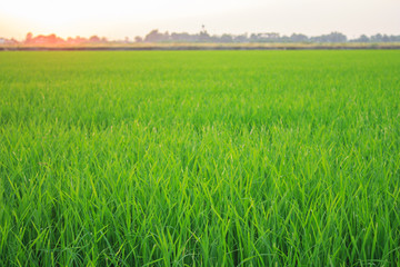 landscape sun sunrise sunset green  background