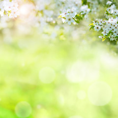 Obraz na płótnie Canvas White blossoms in summer