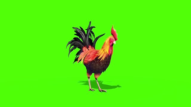 Rooster Plumage Eats Front Green Screen 3D Rendering Animation