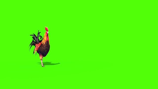 Rooster Plumage Walks Front Green Screen 3D Rendering Animation