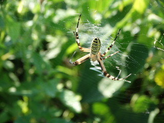 macro ragno