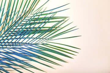 Fototapeta premium Tropical leaves on pastel pink background.