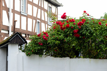 old small German town on the river bank narrow streets, pavement flowers on the windows