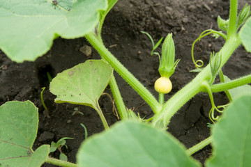 Flowering unripened vegetable marrow